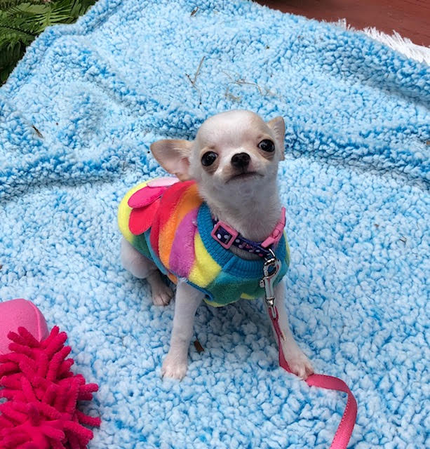 Uey's has - chihuahuas - for YOU!