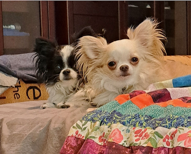 chihuahua breeder chihuahua puppies chihuahua dog breeders