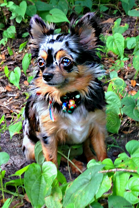 long haired chihuahua puppy chihuahua puppy for sale